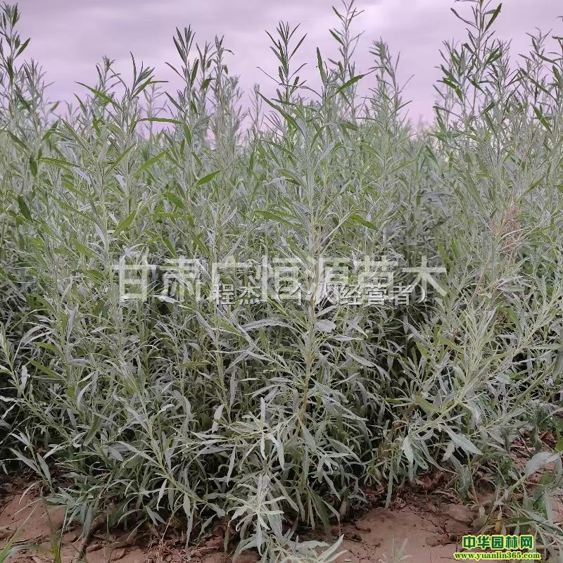 ĳI޼С硢ĳI޼硢50ĳI޼