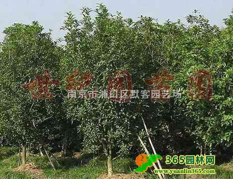 𻨃r(ji)l(f)Թr(ji)