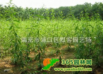 zr(ji)Ϣ(yu)|(zh)zr(ji)