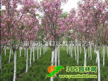 уr(ji)l(f)ֲјr(ji)