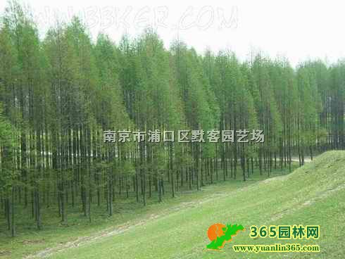 中山杉價格優價、南京中山杉苗木價格