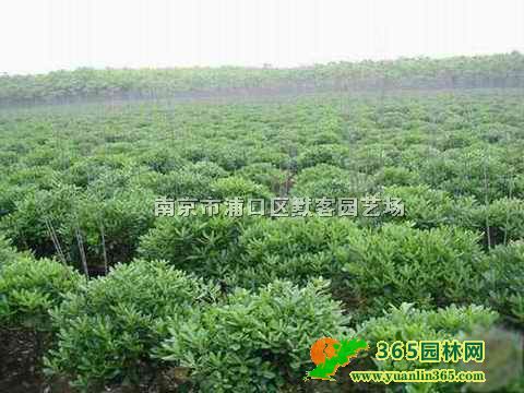 海桐球價格參考、新海桐球價格報價