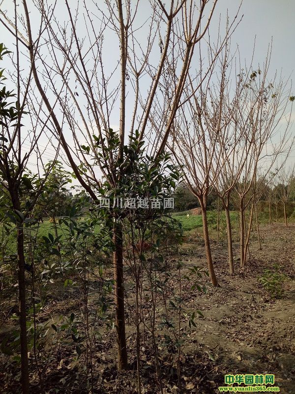 ѻѻߗUѻձѻĴѻ