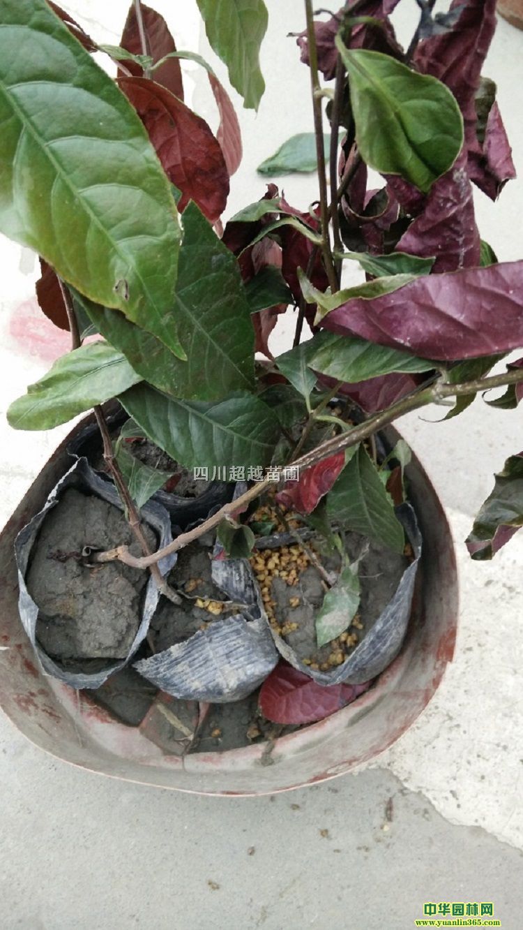 \߅~ݡ{(ln)ét׶ࡢѪ