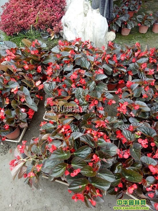 ˹աļġˡL(zhng)ɫţʯÿ