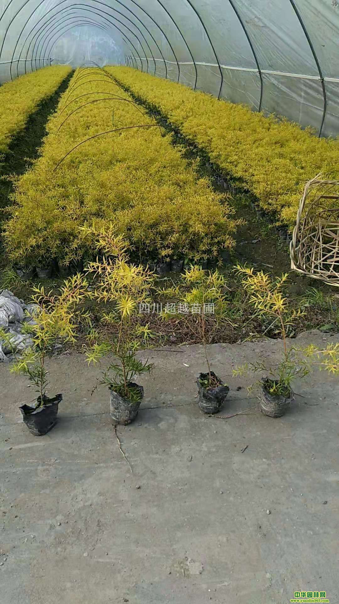 ǧӽSߗUǧӽǧӽ硢Ĵǧӽ