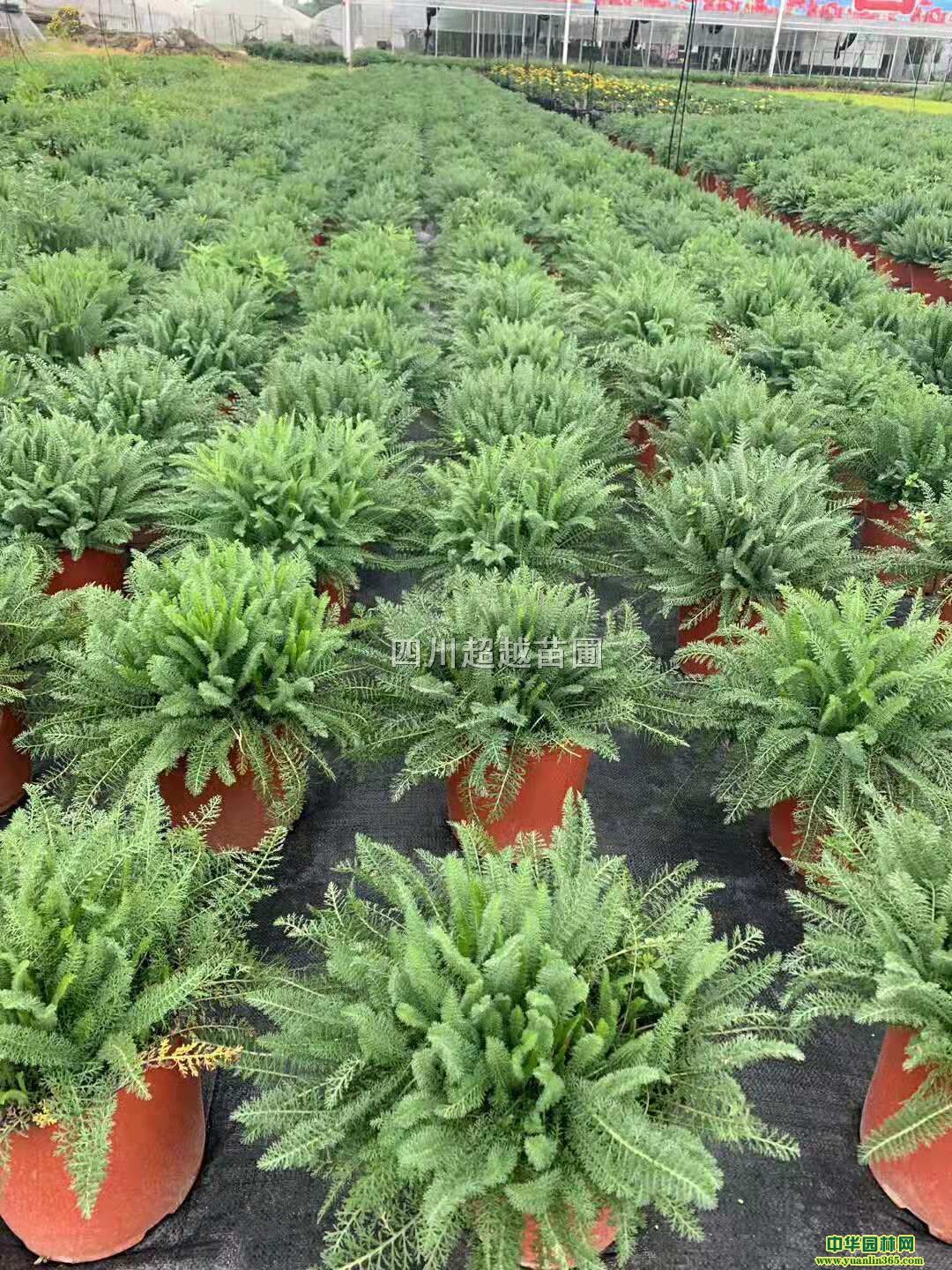 ż{߱޲ݡ¾աf۾աDɏݡy~