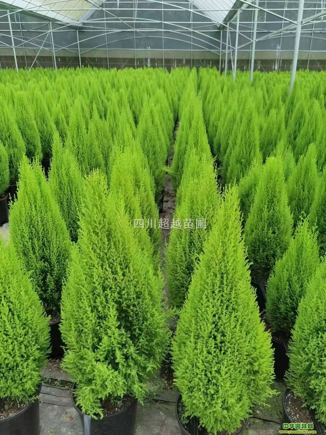 t˰콶Ͼ˰콶ˮϚgɡ