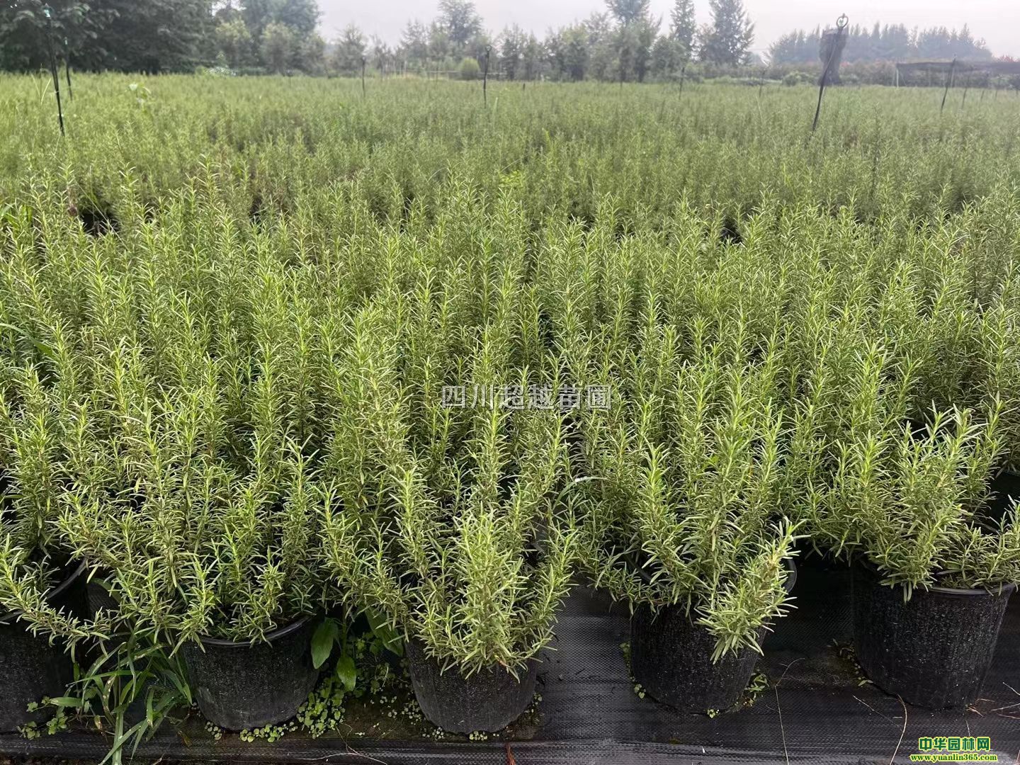 ˮmFާīβݡԵ㡢~ɏ