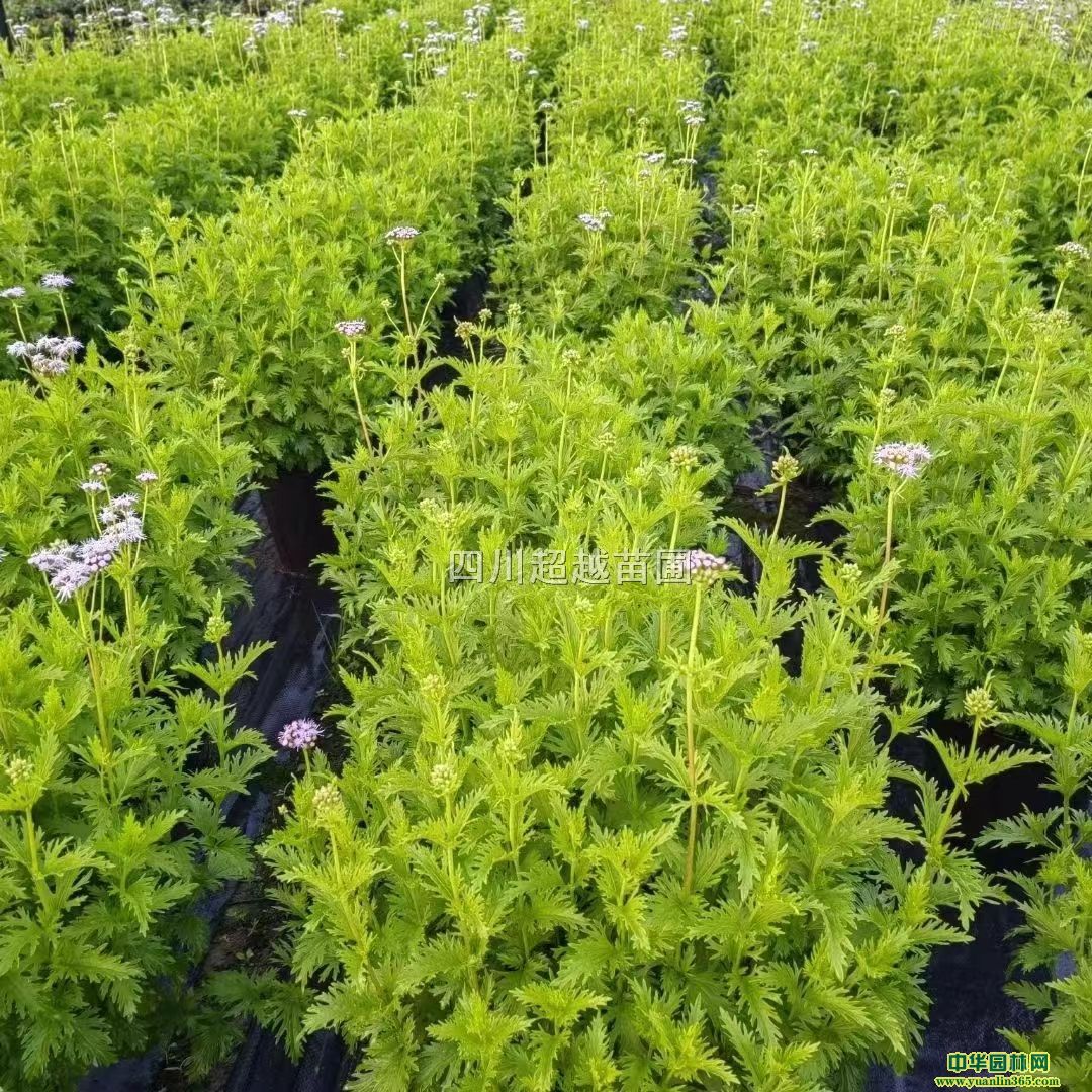 Fɡȸ{FR¹ݡ׾աȪβݡɯ