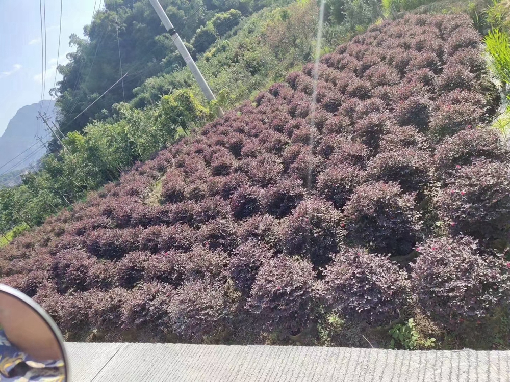 紅花繼木紅花繼木球綠化苗