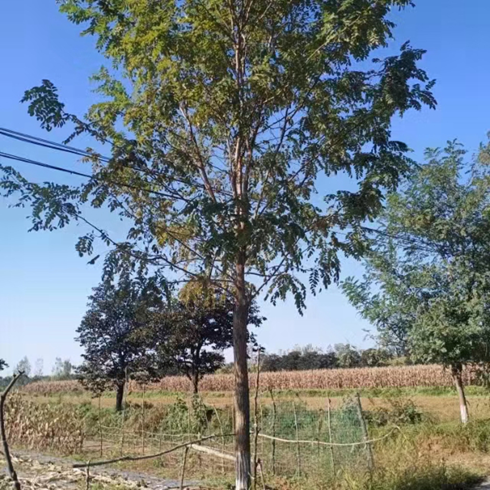 香花槐紅花槐價格