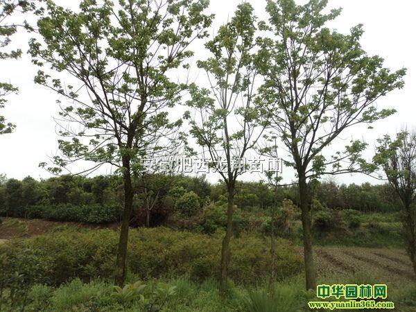 ľt~~Ůؑt~ҡꡢܡǗ