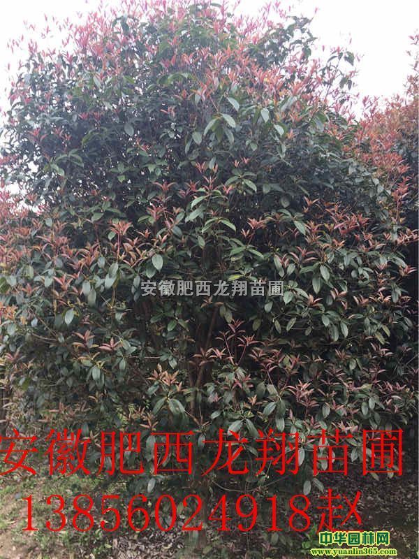 ľʯʯʯ骡