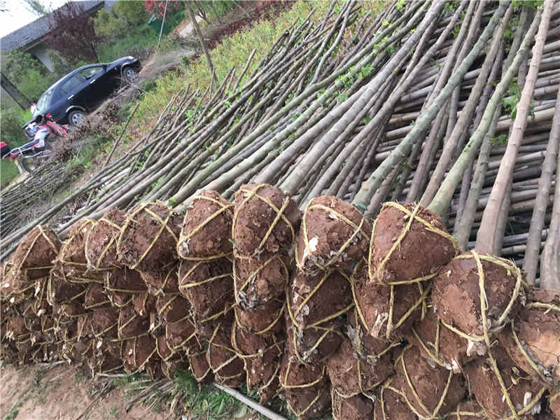 ~Ůؑޱ𻨡t~ꡢ䡢Vmt~