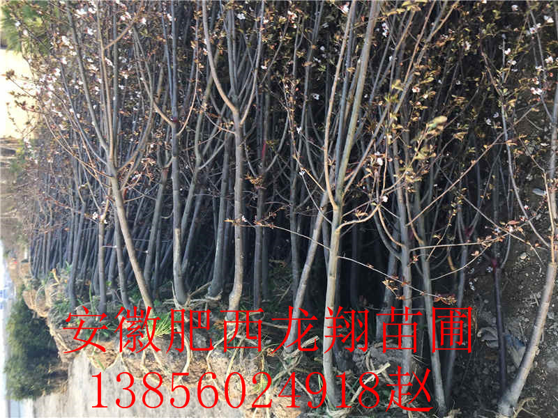 t~ޱ~Ůؑꡢʯ骡