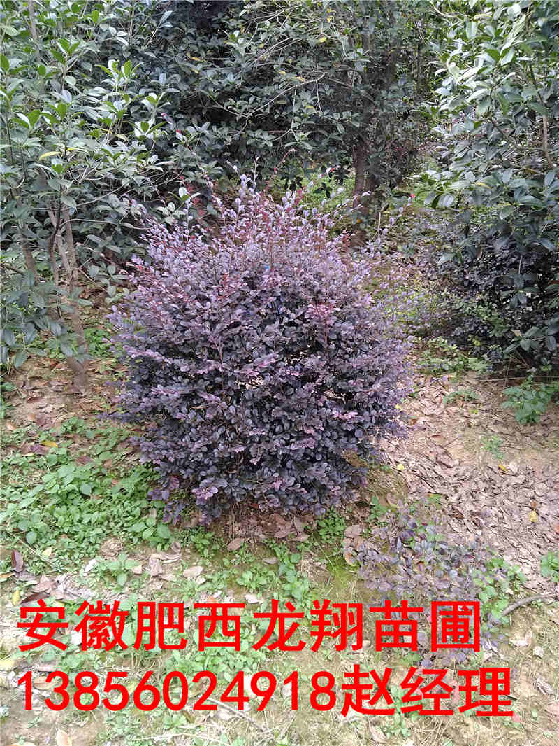 ؙt^ľt~СޡС~Ůؑ򡢹S