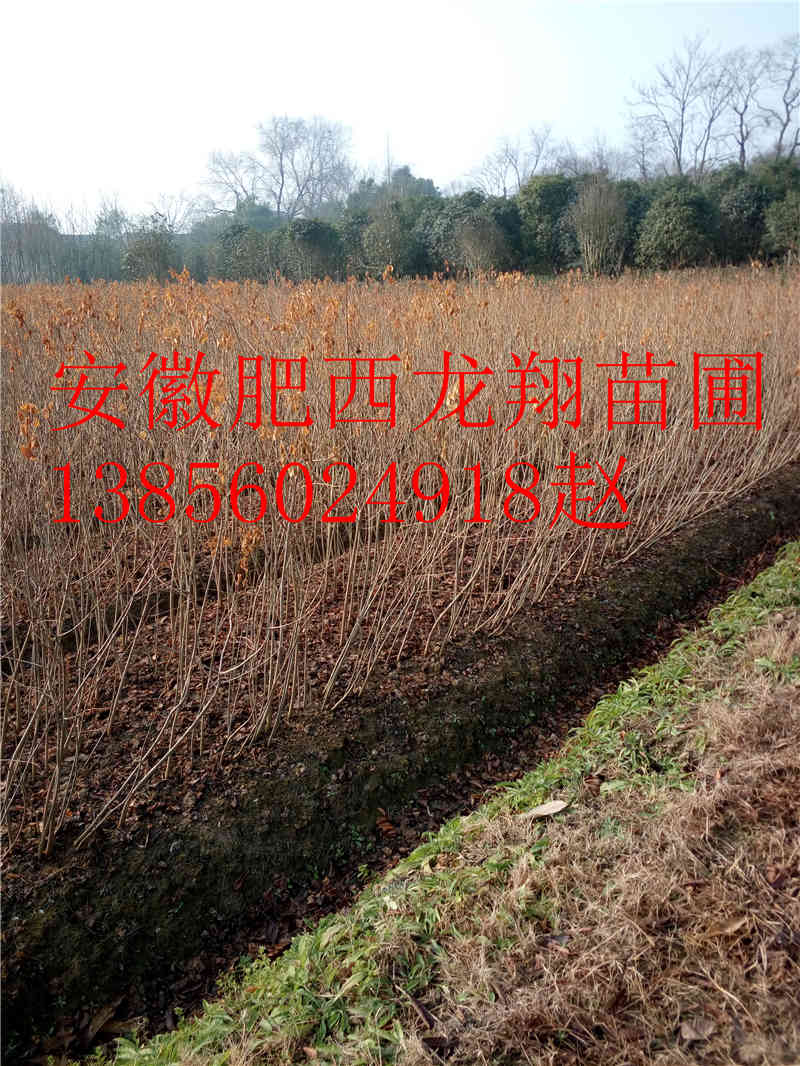 С硢С硢ΘС硢tmС