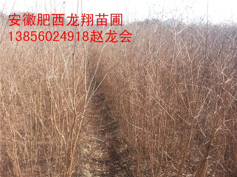 VmСޱСë硢Сt~С