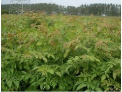 ľСС~С硢ޱС