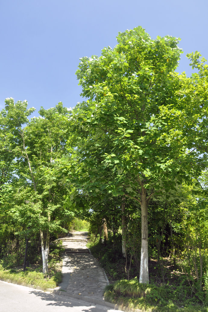 七葉樹、流蘇、馬褂木、構樹、枇杷、竹柳、水杉