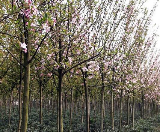 垂絲海棠、西府海棠、廣玉蘭、黃金槐