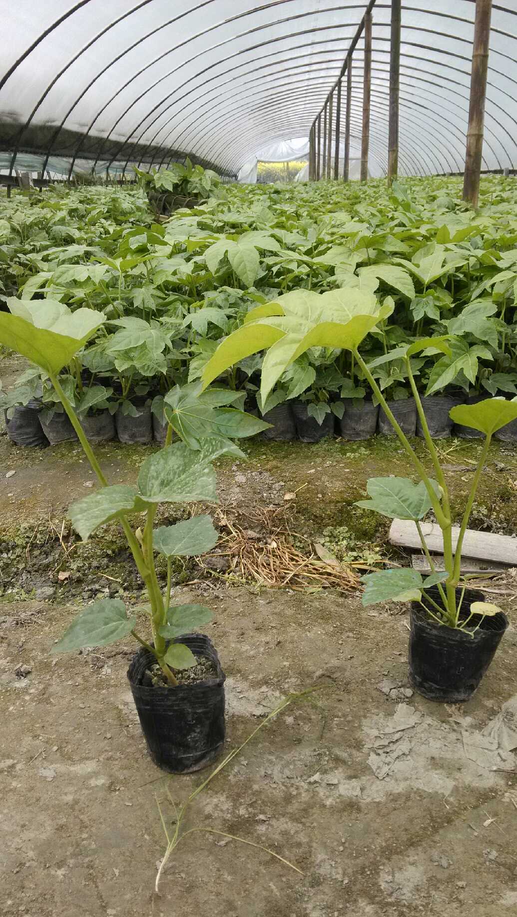 Ĵ50ָ߶Ȱ˽ǽPl(f)r0.5Ԫ