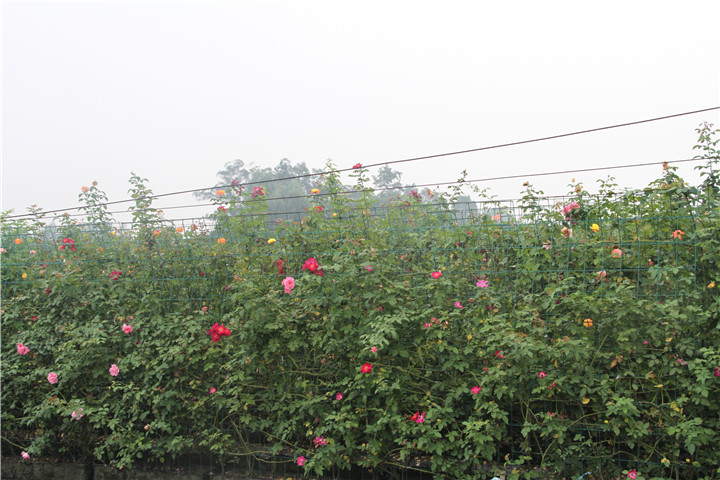 Ĵٱ¼Nֲٱ¼̓r(ji)l(f)