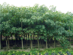 Ƥ䡢ܘ䡢ڰ䡢ľħľ