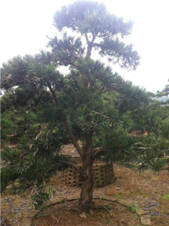 ɼ辰_hɘ硢ɼN硢_h辰ľ