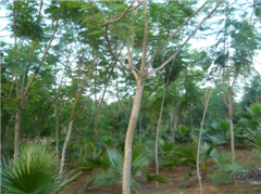 {(ln)麡ɽ軨tɼuڴͩľPľ