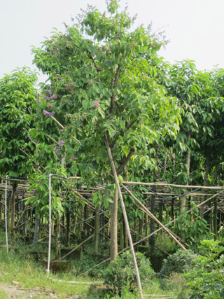 NҎ~ޱ辰硢~ޱ^辰˿÷