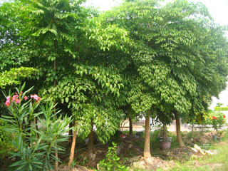 NҎ(gu)ςς硢ςNӷN硢÷ľ