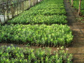 NҎ_h辰硢_hɘ硢_hԡ÷辰