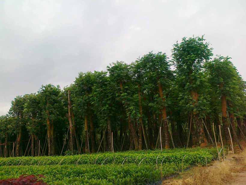 Pľؙ辰˿ӡС~˅ŵ