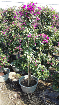 ɫ÷߶1.8Mڷ50-60CM؏3-4