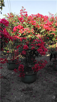 t÷辰߶2.5-2.8M1.8-2.2M