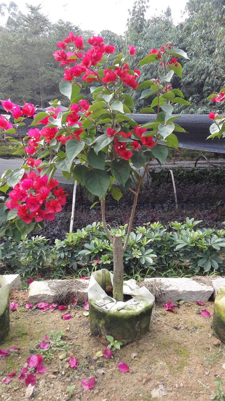 ÷ֱNr(nng)Ԯa(chn)NСҎ(gu)÷辰÷