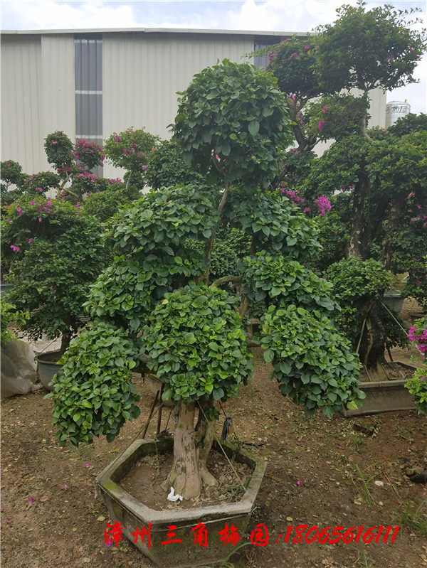 Ĵ÷÷С硢÷辰؃rN