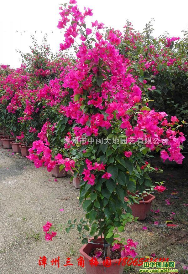 ÷辰÷r(ji)Ĵ÷÷r(ji)