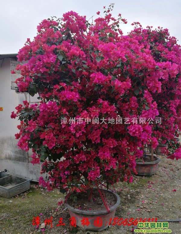 ÷辰~ӻնNlֱN