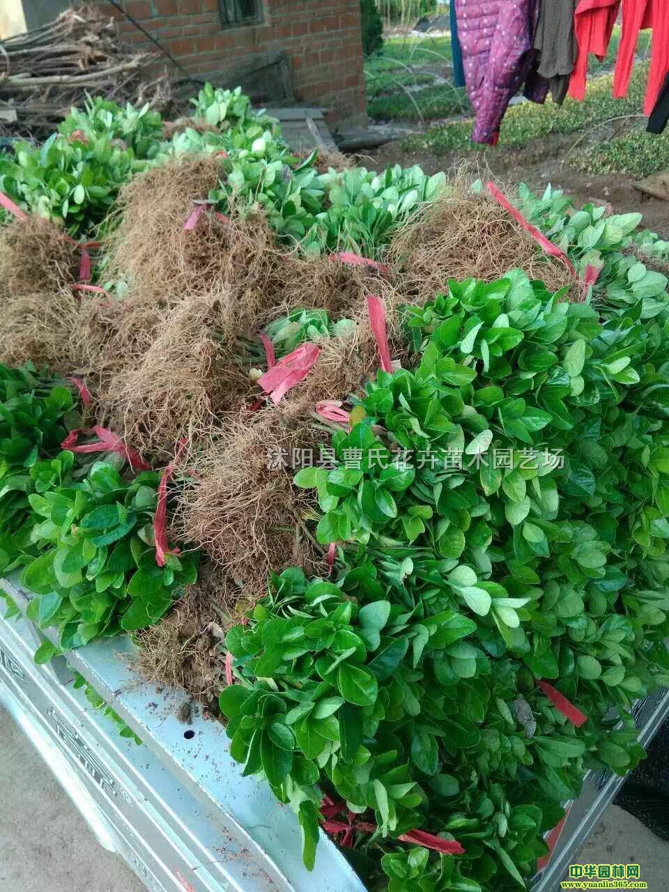 lìС硢١~Ůؑ~SС~S