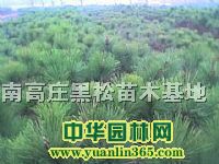 南高莊黑松苗木基地
