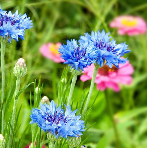 Kl(f)ܷNʸ܇շNӣɫ{ɫ