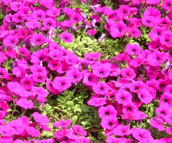 KꖻܷNl(f)ţNӣɫtɫ