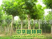 ͩ,ͷͩ,(gu),Ϟ,, NGNľ