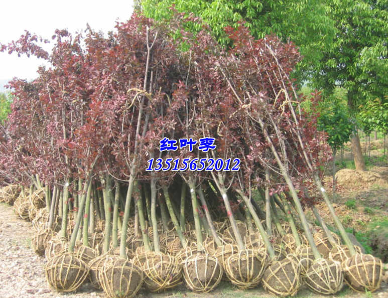 t~~ŮؑꡢVmǗ𻨡SBľ