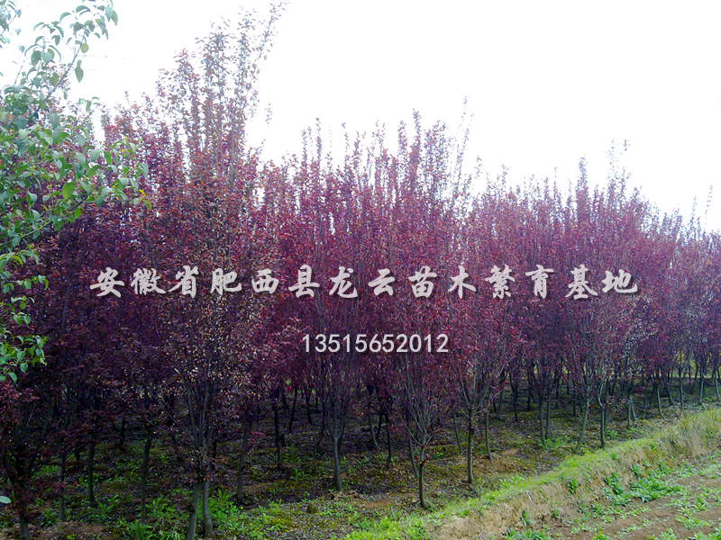 շ~Ǘt~ʯ骡䡢ë