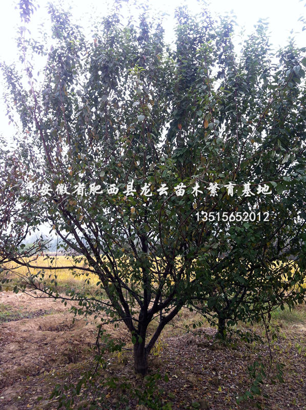 ÷ɽt÷G÷t~ޱ~Ůؑ