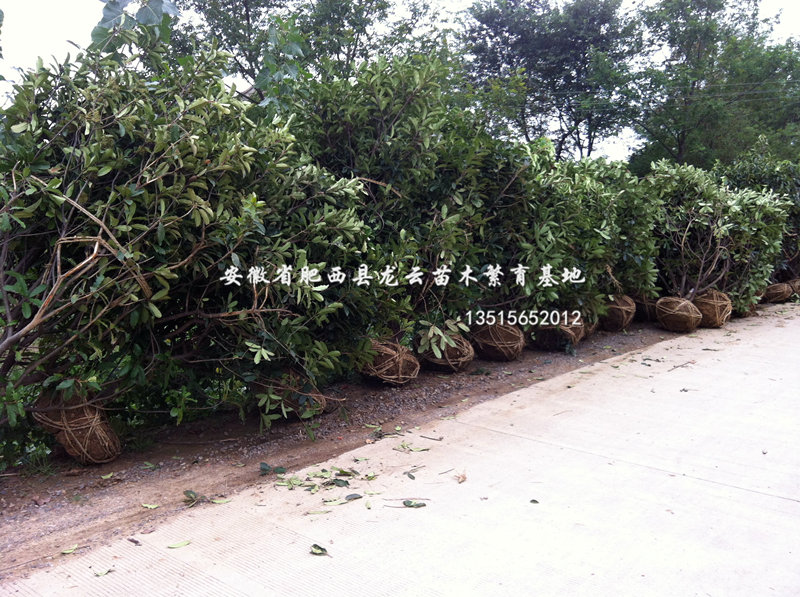 ʯ򡢼t~ʯ򡢞ꡢǗ~Ůؑmt÷